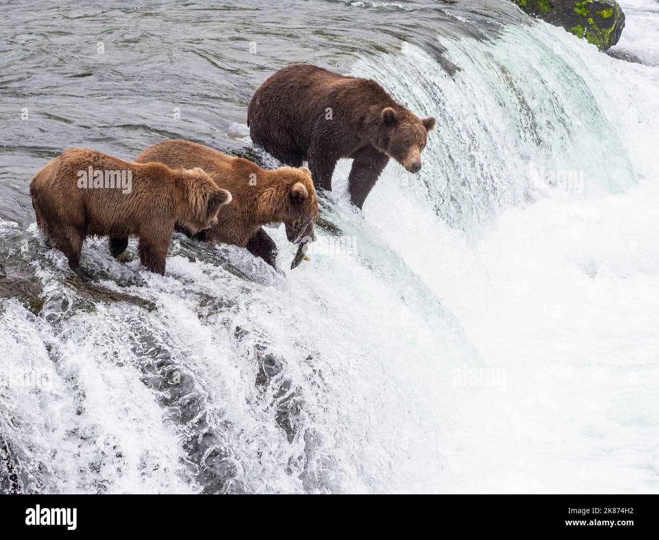 Adult brown bears (Ursus arctos) fishing for salmon at Brooks Falls, Katmai National Park and Preserve, Alaska, United States of America Stock Photo