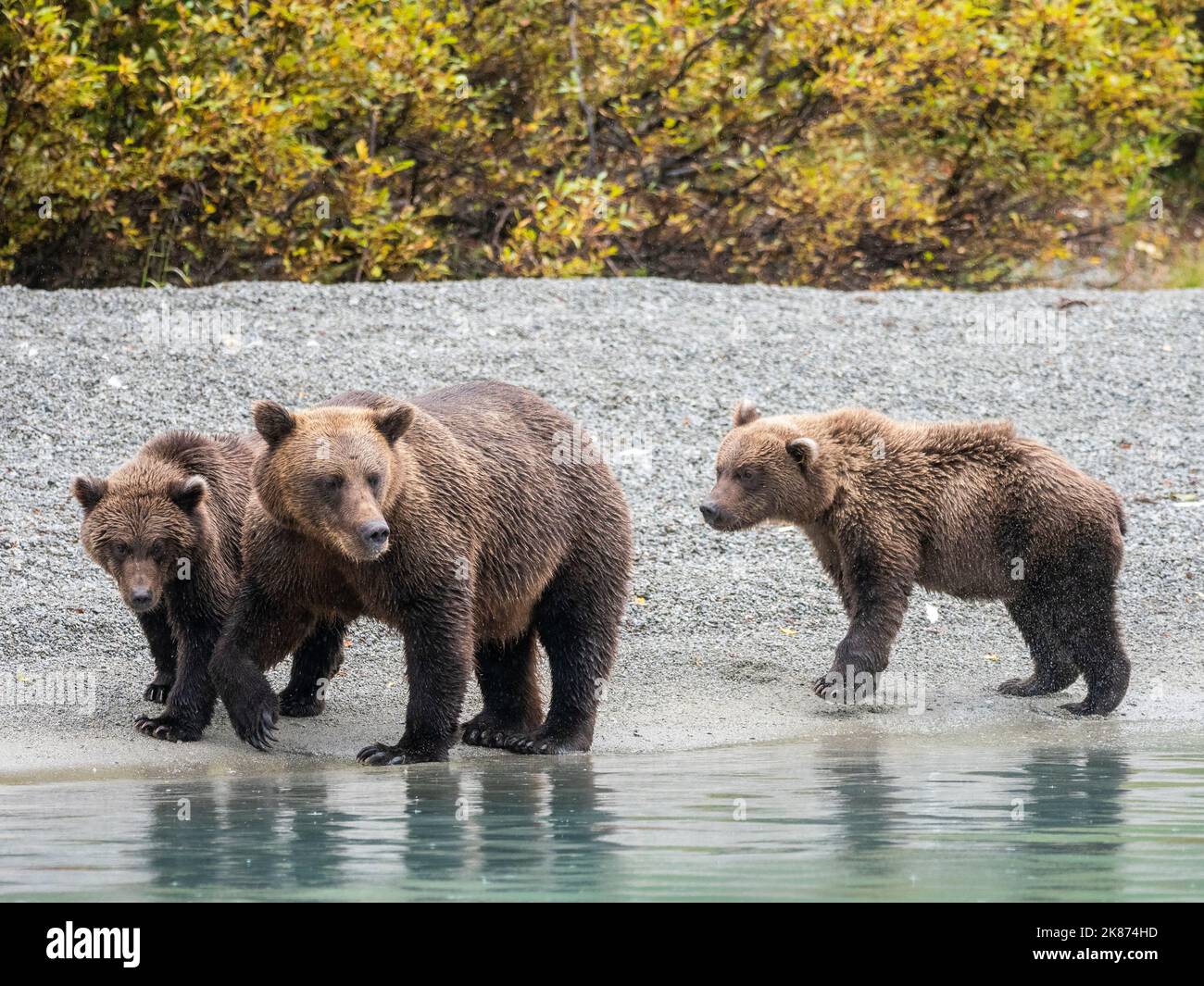 A mother brown bear (Ursus arctos) with her cubs on the beach in Lake Clark National Park and Preserve, Alaska, United States of America Stock Photo