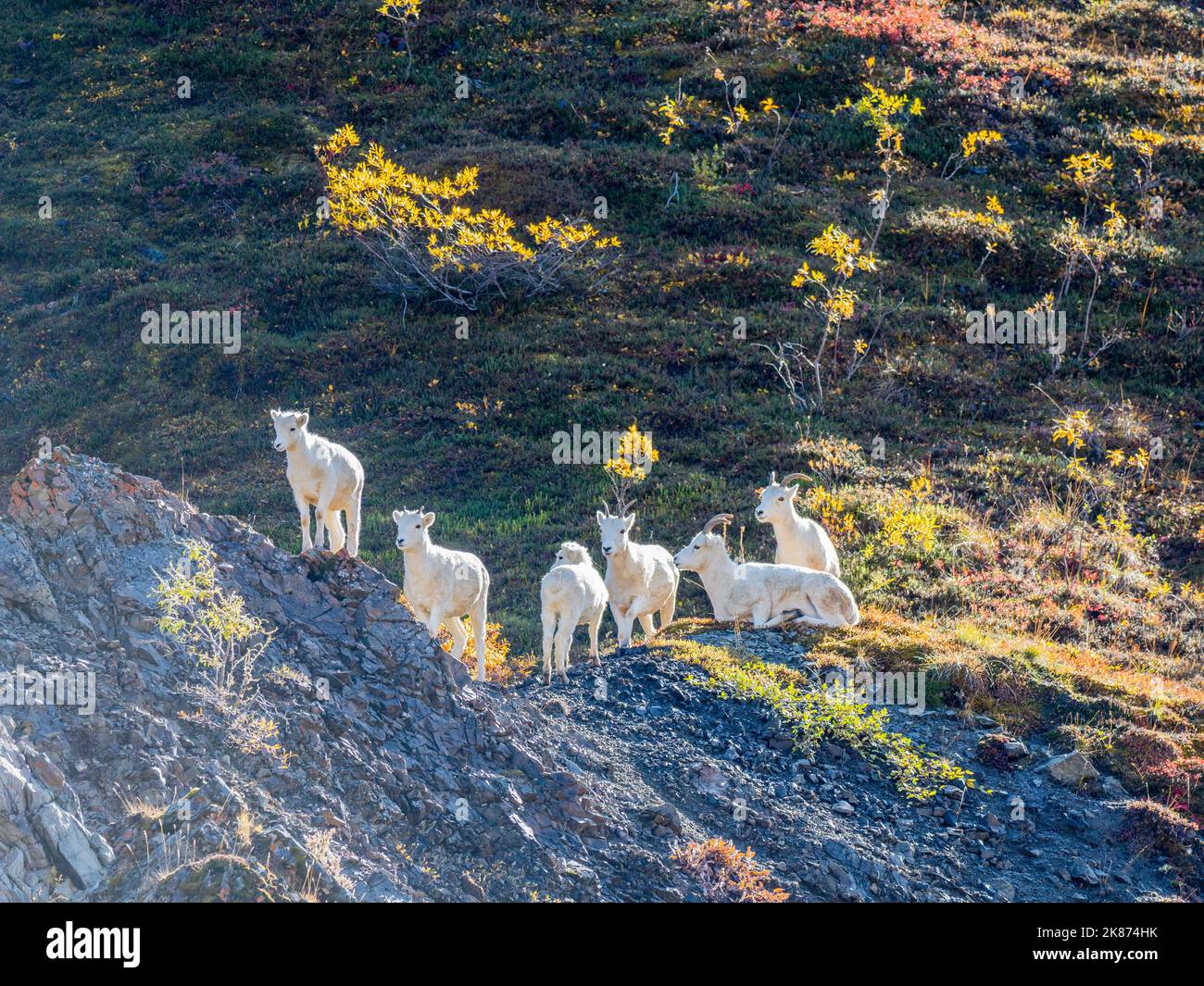 A small group of Dall sheep (Ovis dalli) grazing on a mountainside in Denali National Park, Alaska, United States of America, North America Stock Photo