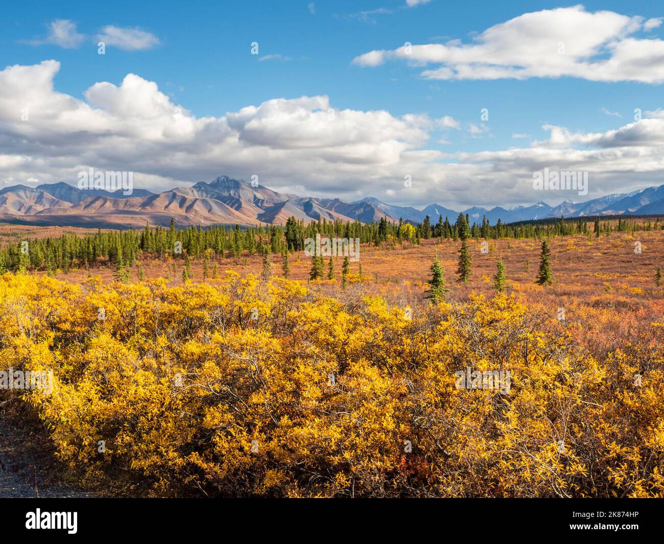 Fall color change amongst the trees and shrubs in Denali National Park, Alaska, United States of America, North America Stock Photo