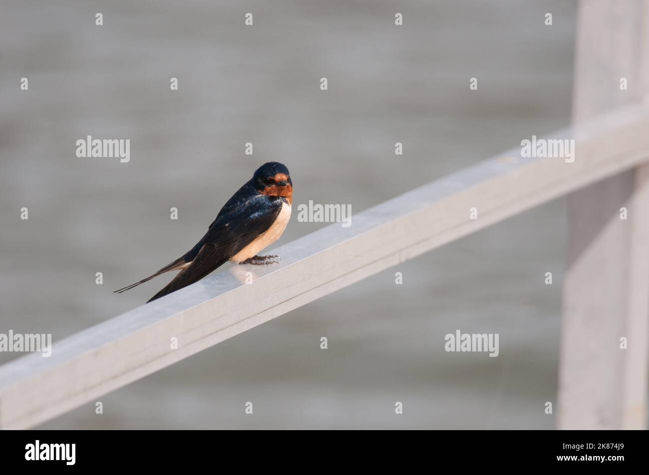 Barn Swallow perched on aluminum boat launch railing Stock Photo