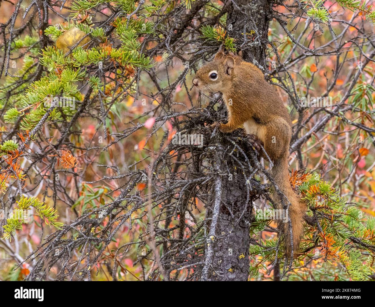 An adult American red squirrel (Tamiasciurus hudsonicus) in the trees