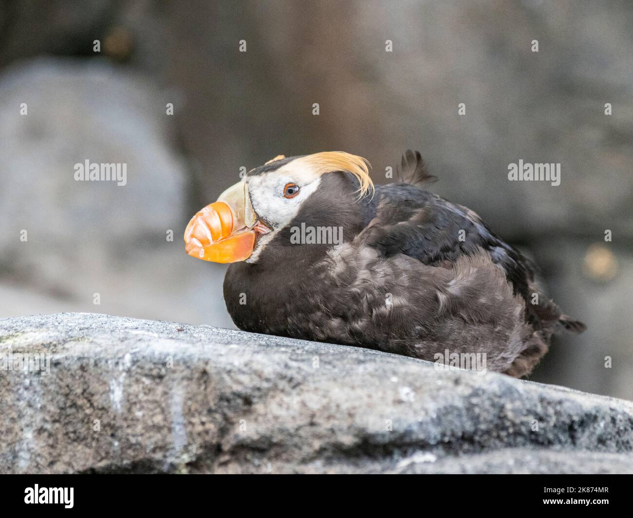 An adult tufted puffin (Fratercula cirrhata) roosting on a cliff in Kenai Fjords National Park, Alaska, United States of America, North America Stock Photo