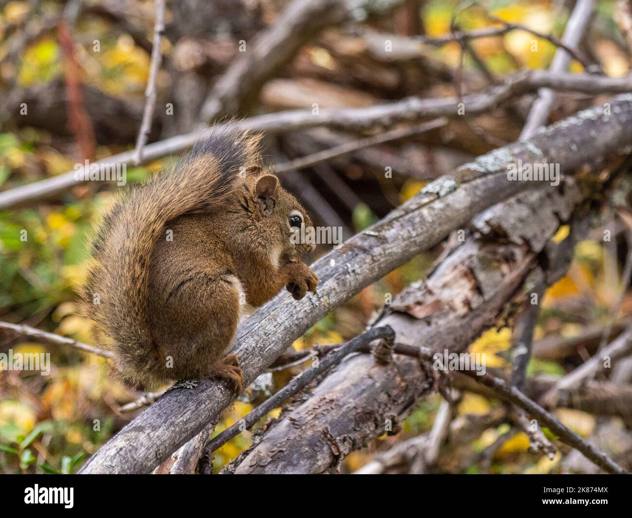 An adult American red squirrel (Tamiasciurus hudsonicus) in the trees in Denali National Park, Alaska, United States of America, North America Stock Photo