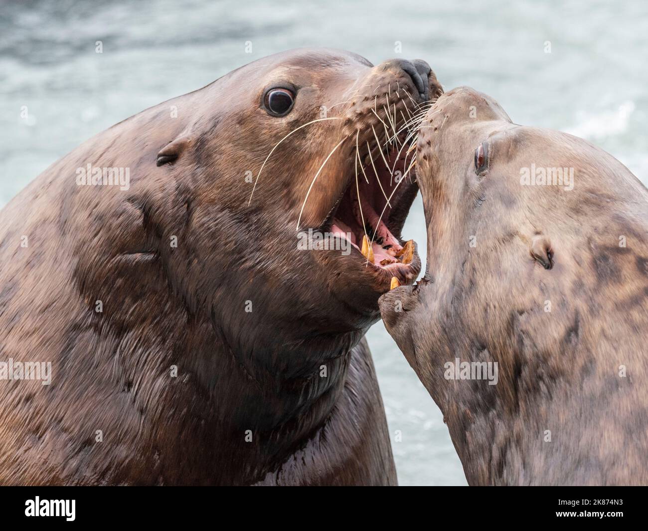 Adult bull Steller sea lions (Eumetopias jubatus), territorial display at the Solomon Gulch Hatchery, Valdez, Alaska, United States of America Stock Photo