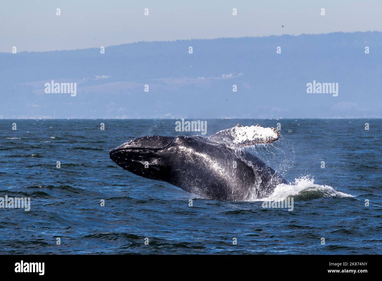 Whales Recognize Themselves United States International and Domestic Developments