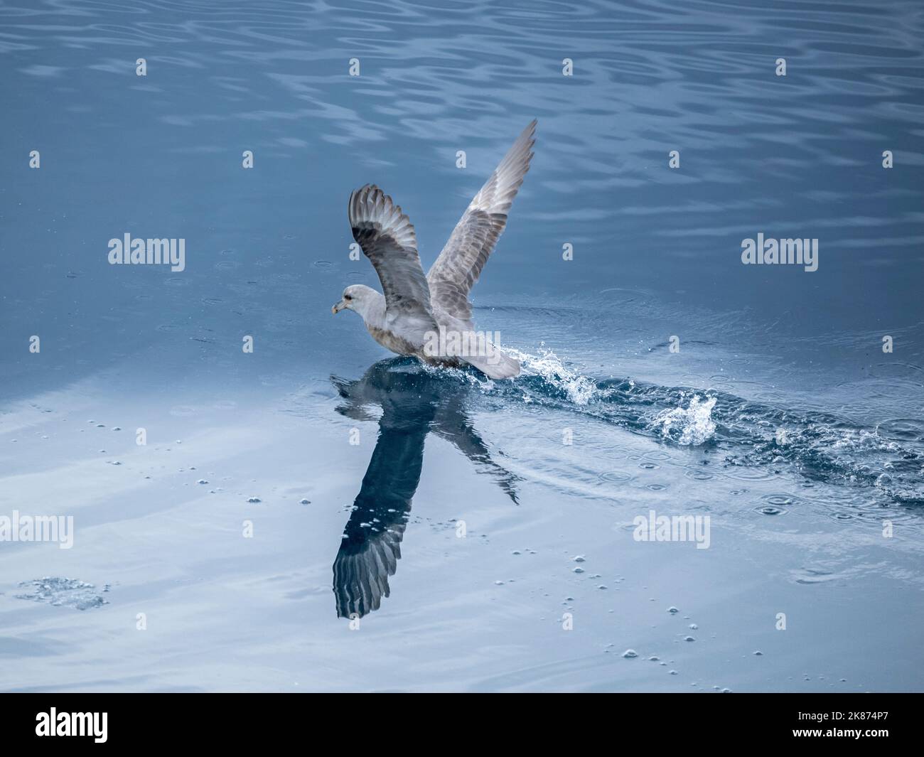 An adult northern fulmar (Fulmarus glacialis) taking flight in calm waters with its reflection, Nunavut, Canada, North America Stock Photo