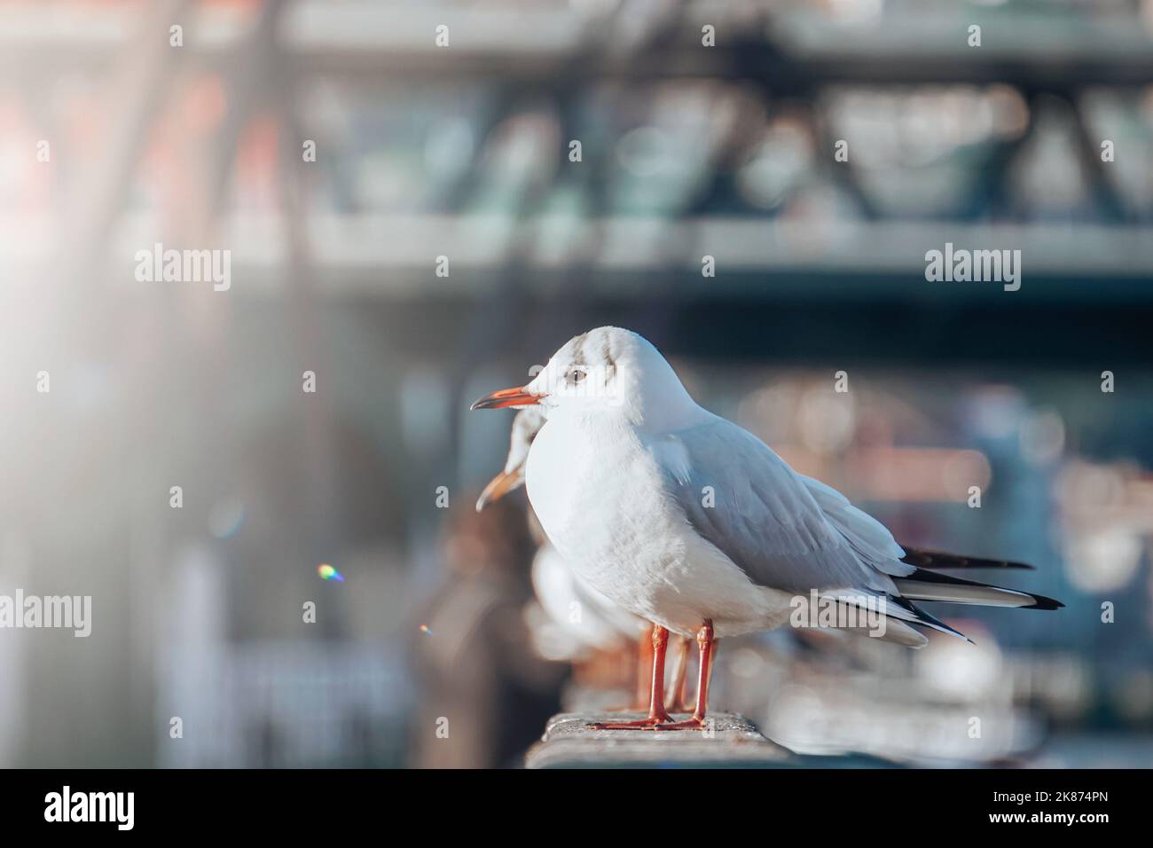 seagulls in the seaport, animal themes Stock Photo
