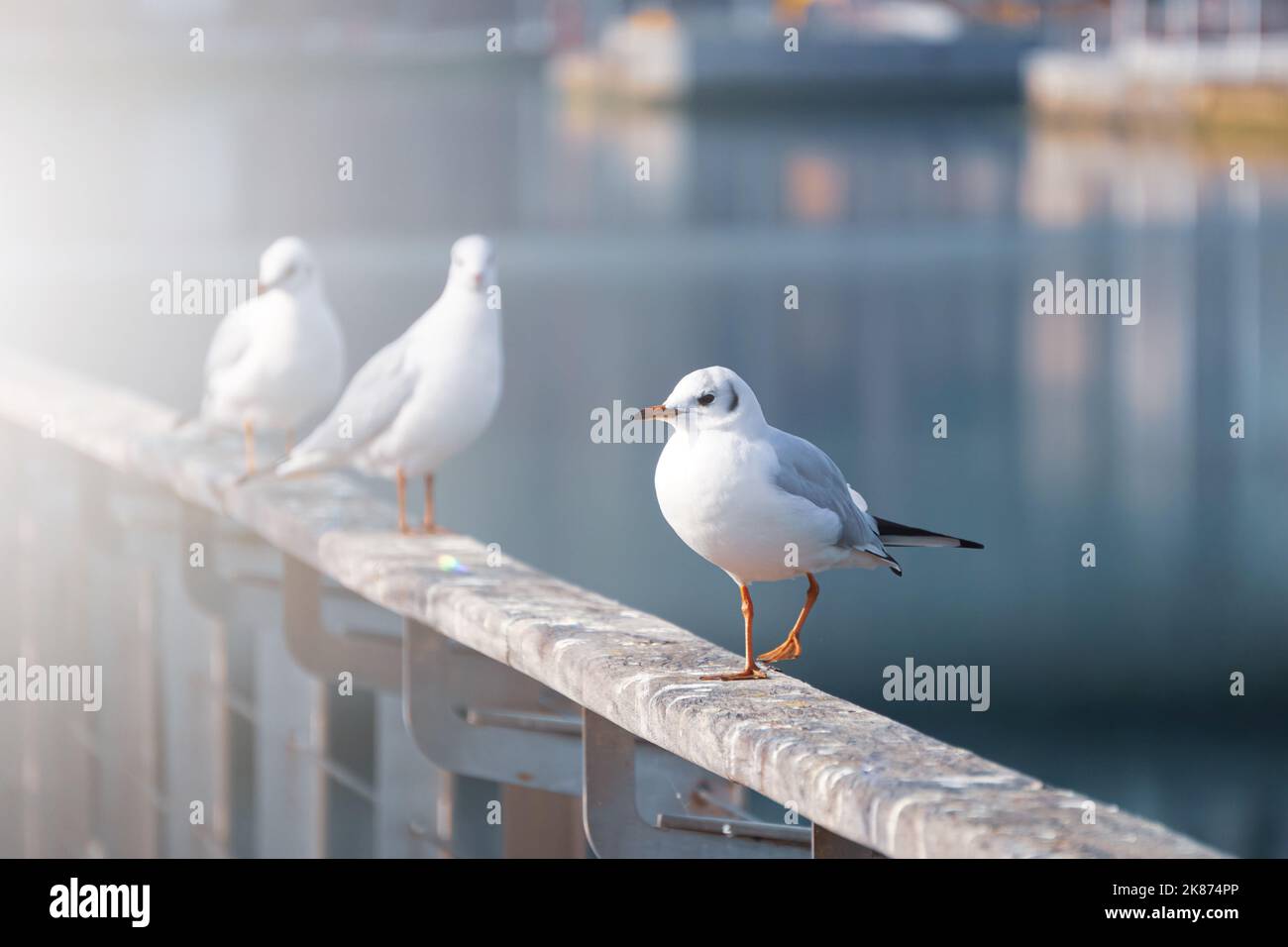 seagulls in the seaport, animal themes Stock Photo