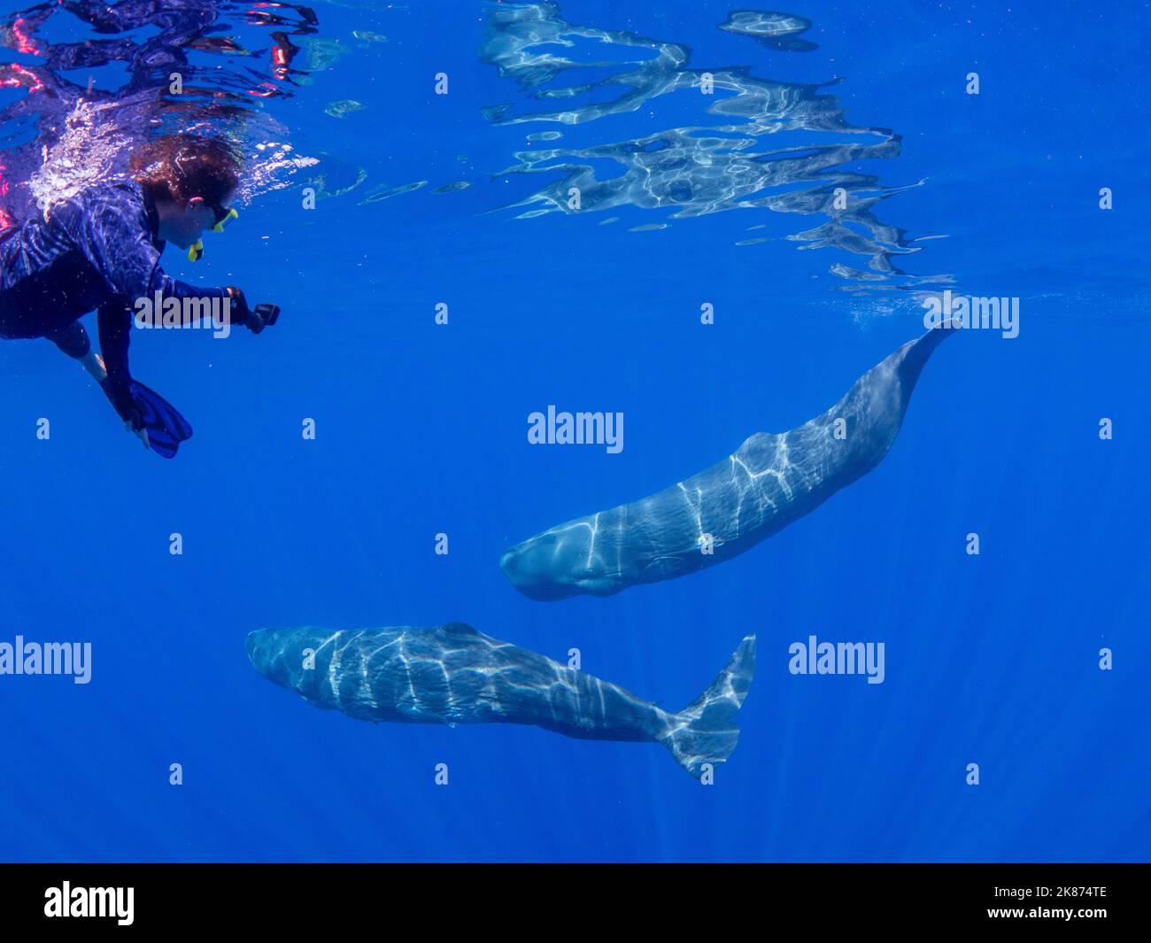 Researcher swimming with a small pod of sperm whales (Physeter macrocephalus) underwater off the coast of Roseau, Dominica Stock Photo