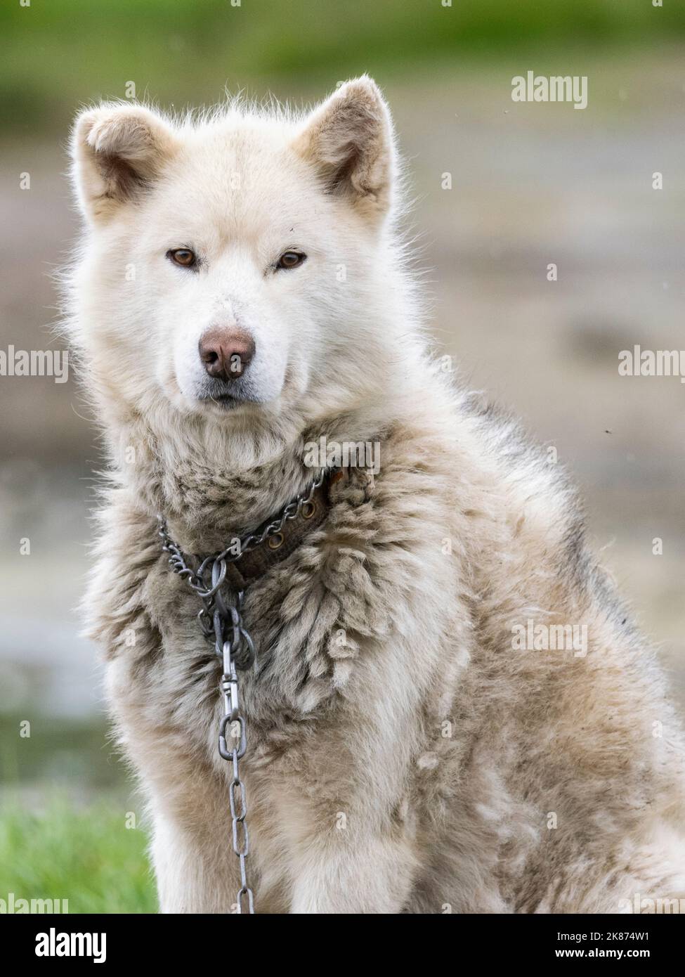 Adult Greenland dog (Canis familiaris) kept on chain as sled dogs in Sisimiut, Greenland, Denmark, Polar Regions Stock Photo