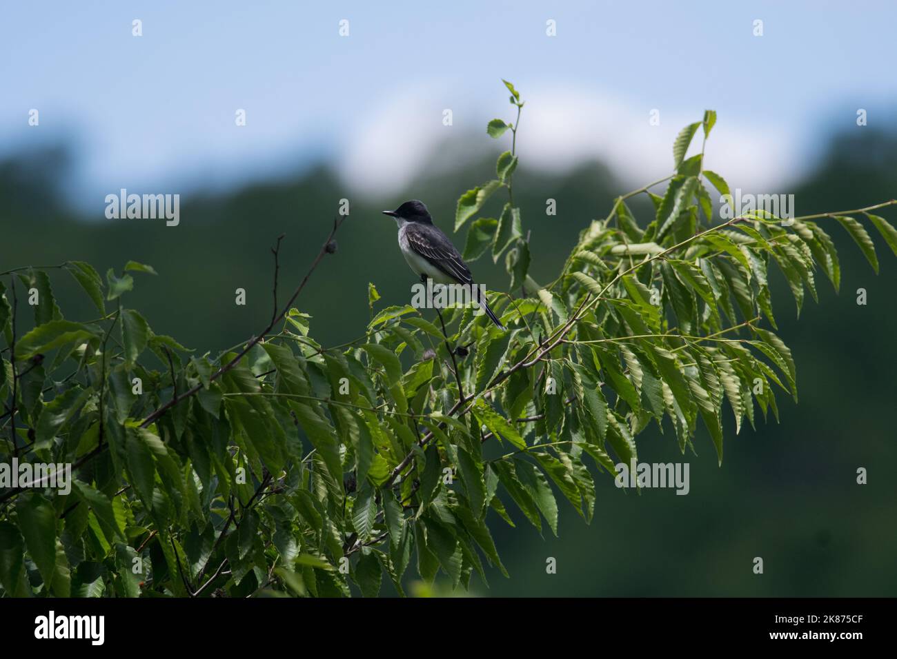 Eastern Kingbird perched atop a leafy tree branch Stock Photo