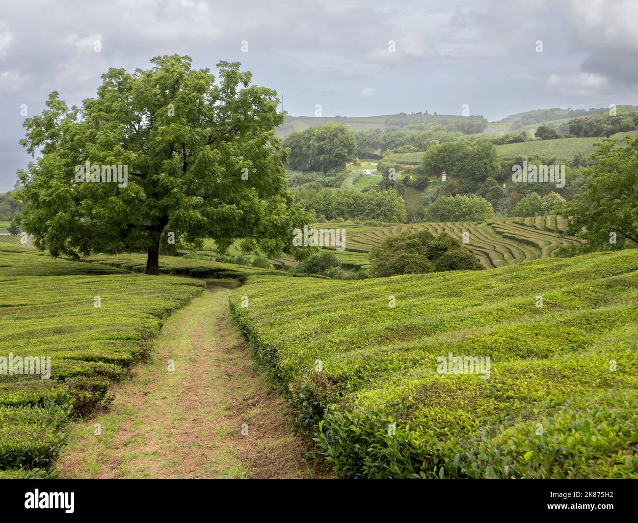 Path leading toward a big nut tree in the middle of the tea plantation Cha Gorreana in Sao Miguel, Azores Islands, Portugal, Atlantic Stock Photo