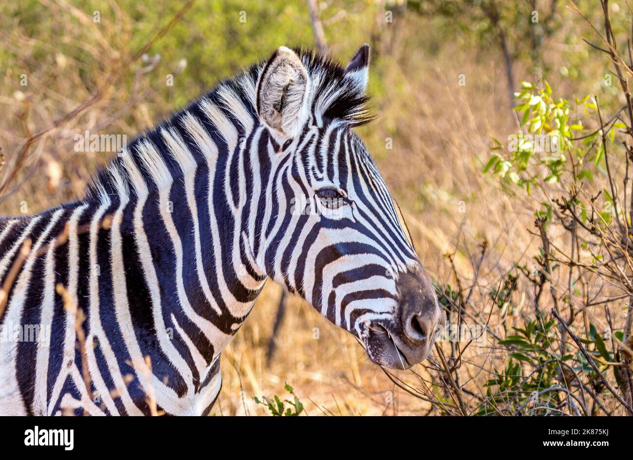 Zebra at Welgevonden Game Reserve, Limpopo, South Africa, Africa Stock Photo