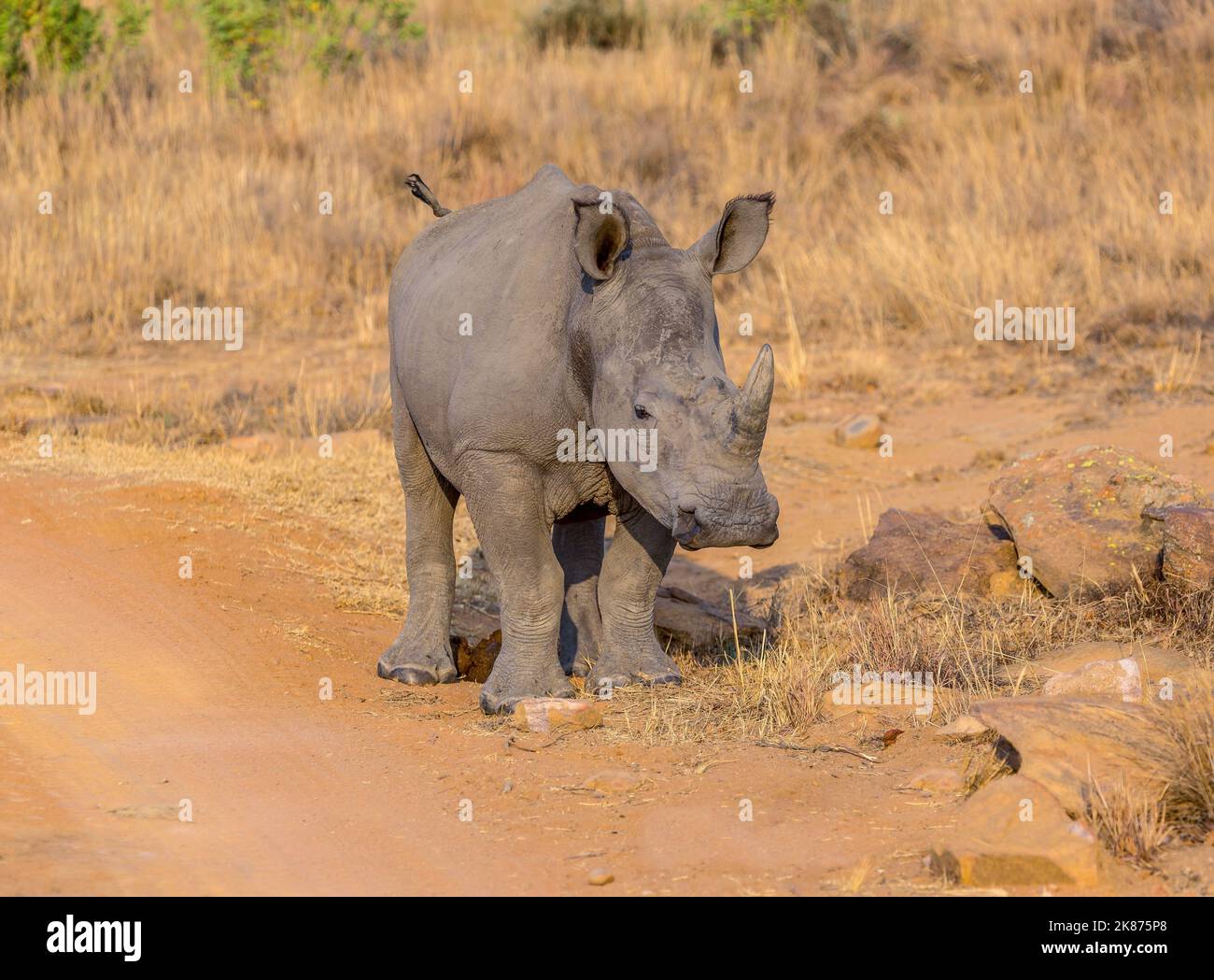 Rhino calf in the South African bush, Welgevonden Game Reserve, Limpopo, South Africa, Africa Stock Photo