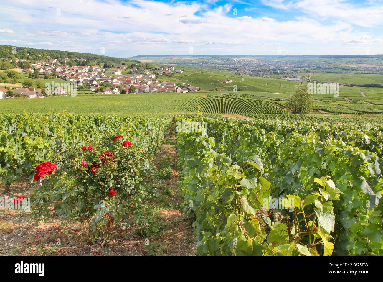 Vineyard growing grapes for Champagne, near Epernay, Marne, France, Europe Stock Photo