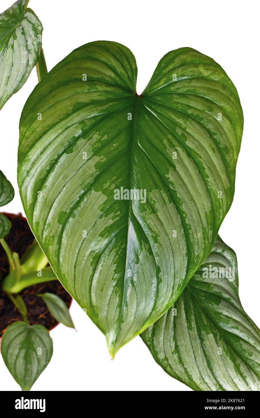 Leaf of tropical 'Philodendron Mamei' houseplant with with silver pattern on white background Stock Photo