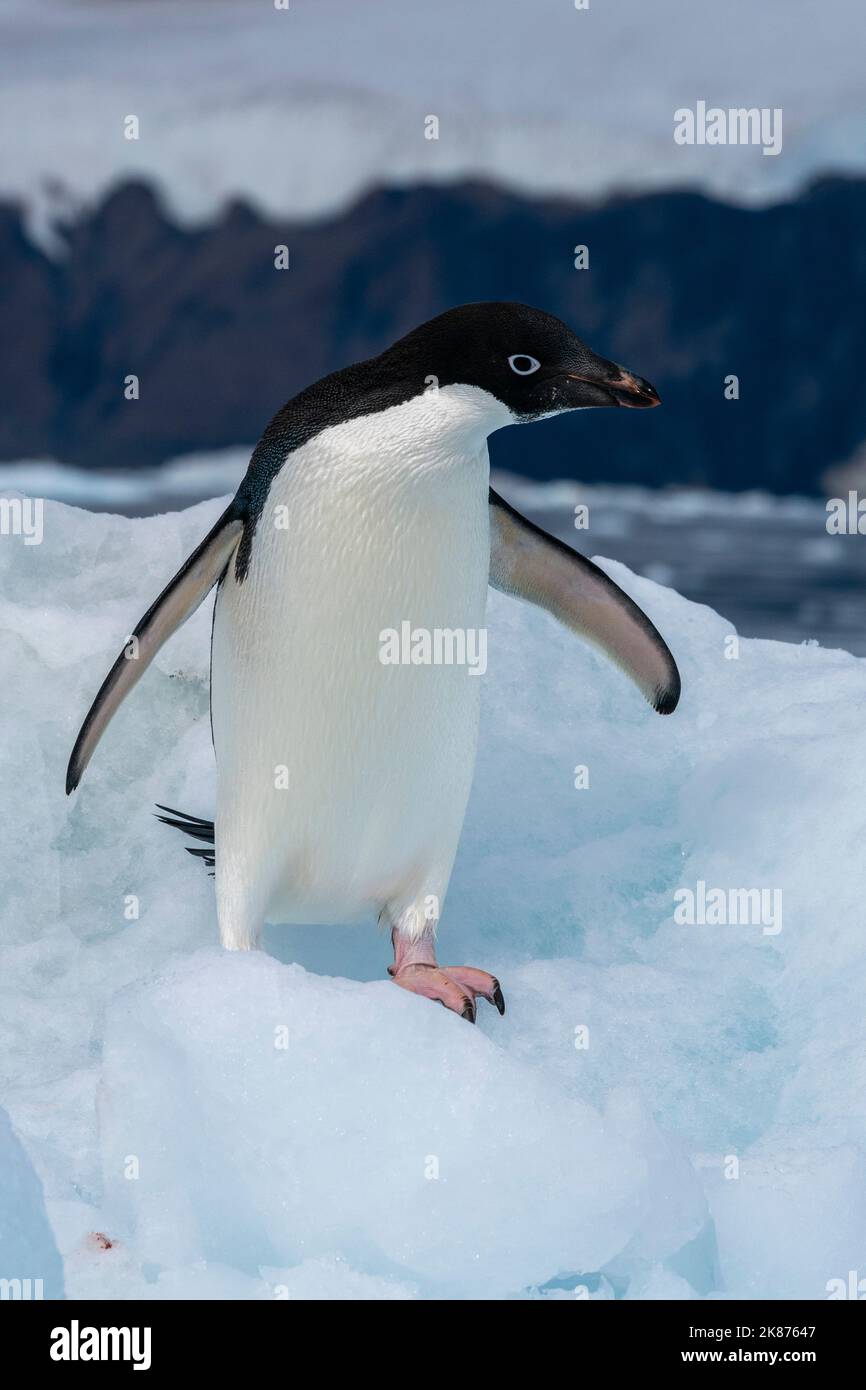 Adelie penguin (Pygoscelis adeliae) on iceberg, Croft Bay, James Ross Island, Weddell Sea, Antarctica, Polar Regions Stock Photo