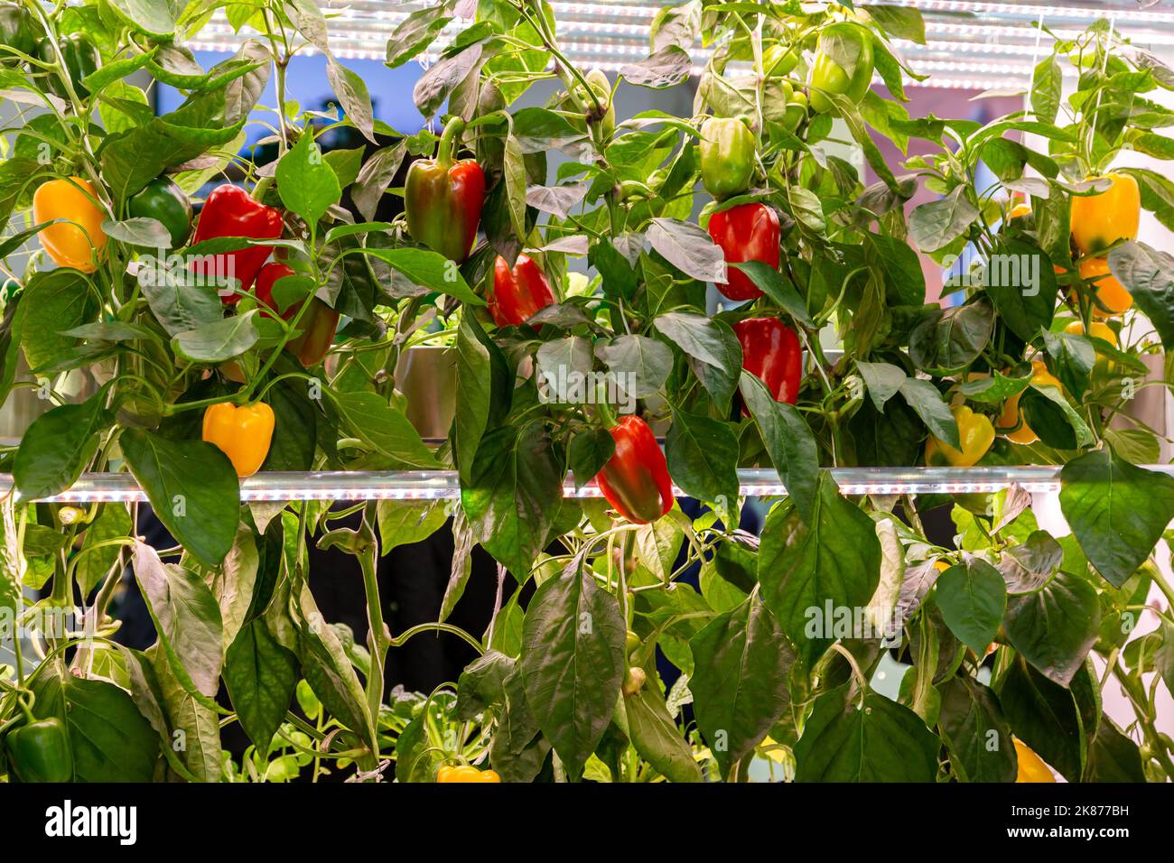 Growing peppers hydroponically under phytolamps Stock Photo