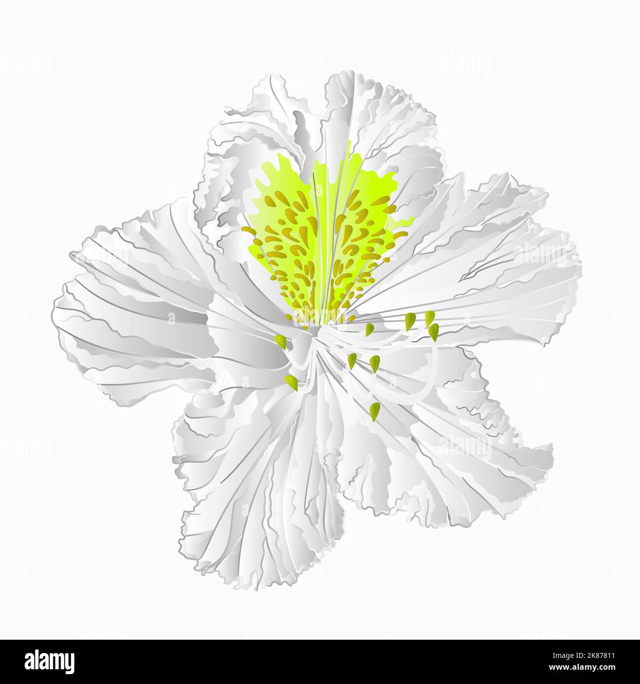 Shub Vector Blossoms white rhododendron eighth Mountain shrub vector illustration ...