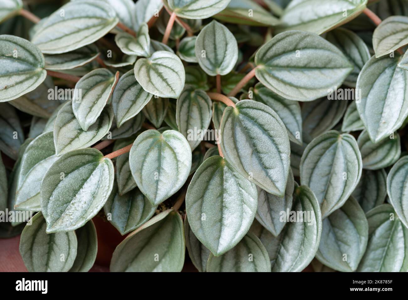 Watermelon Peperomia Leaves, Peperomia Argyreia Stock Photo - Alamy