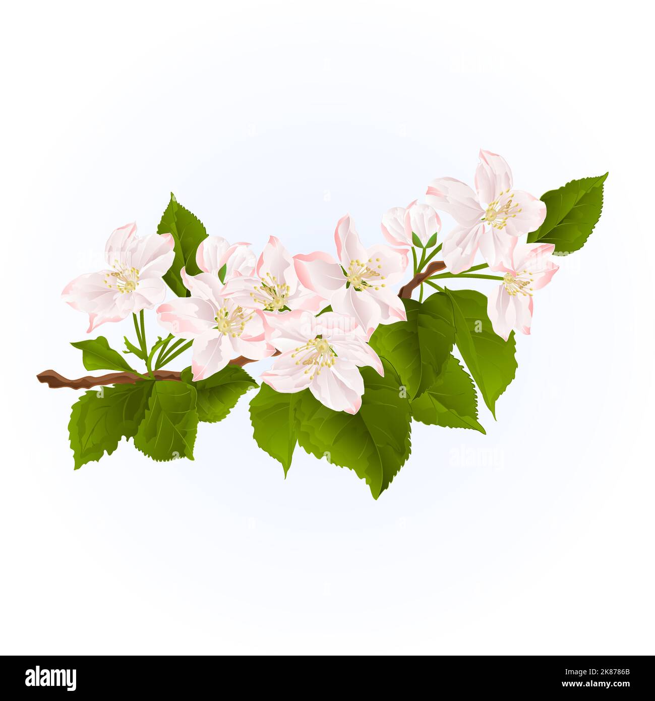 Flowering branch of apple tree  spring background vintage hand draw vector illustration Stock Vector