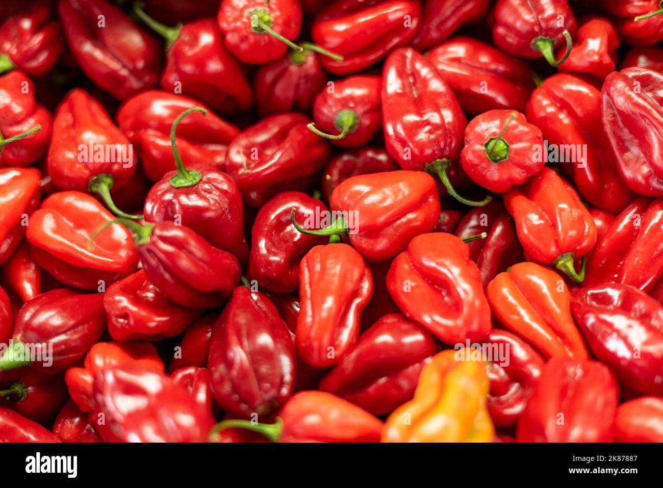 Rote Chili Stock Photo