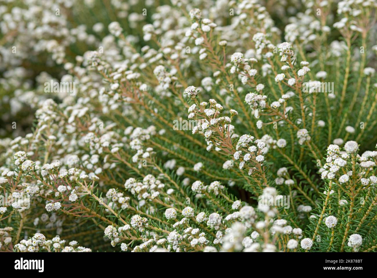 White Phyllica, Cotton Bush Stock Photo
