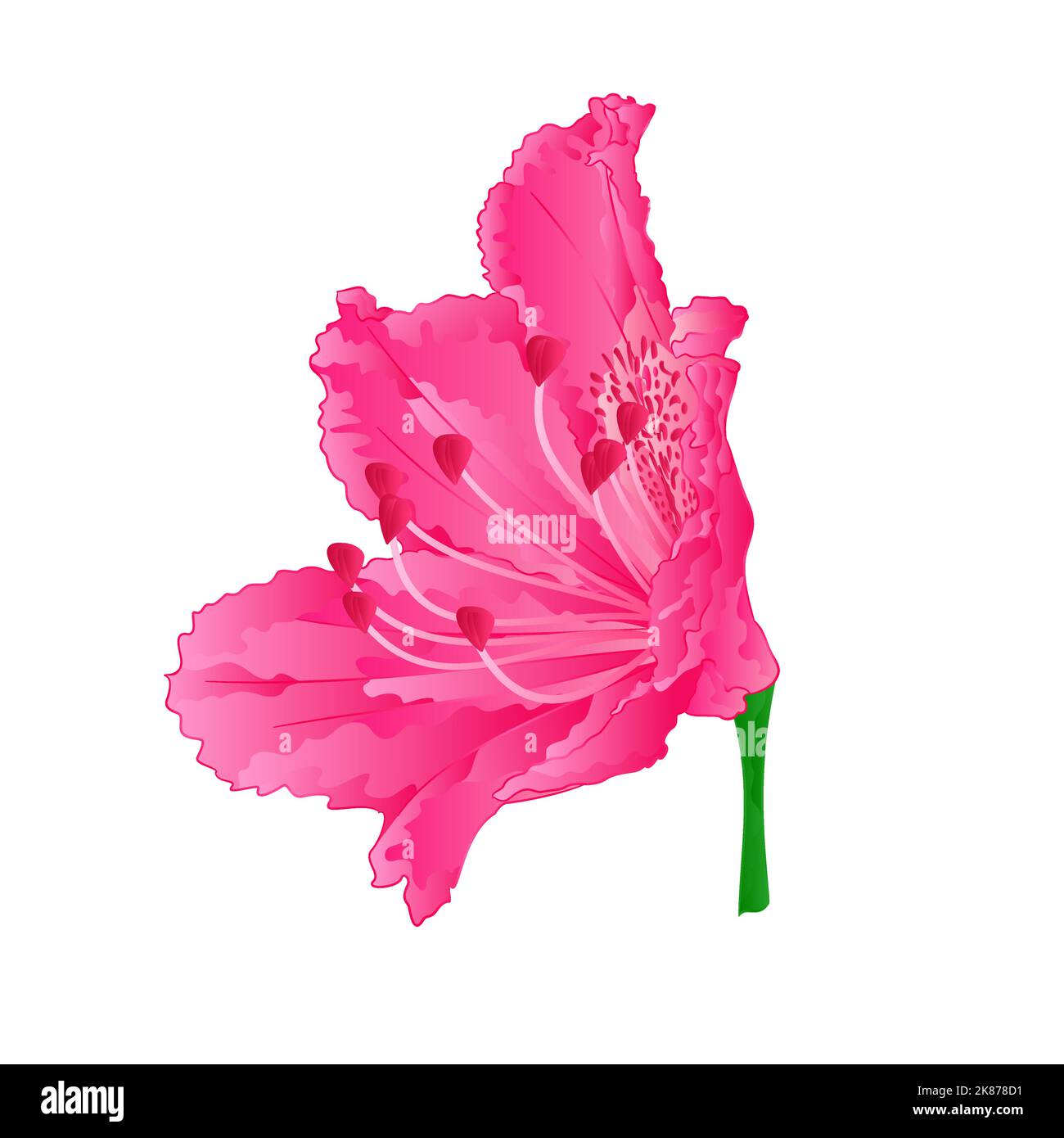 Blossoms pink rhododendron seventh Mountain shrub vintage hand draw vector illustration Stock Vector