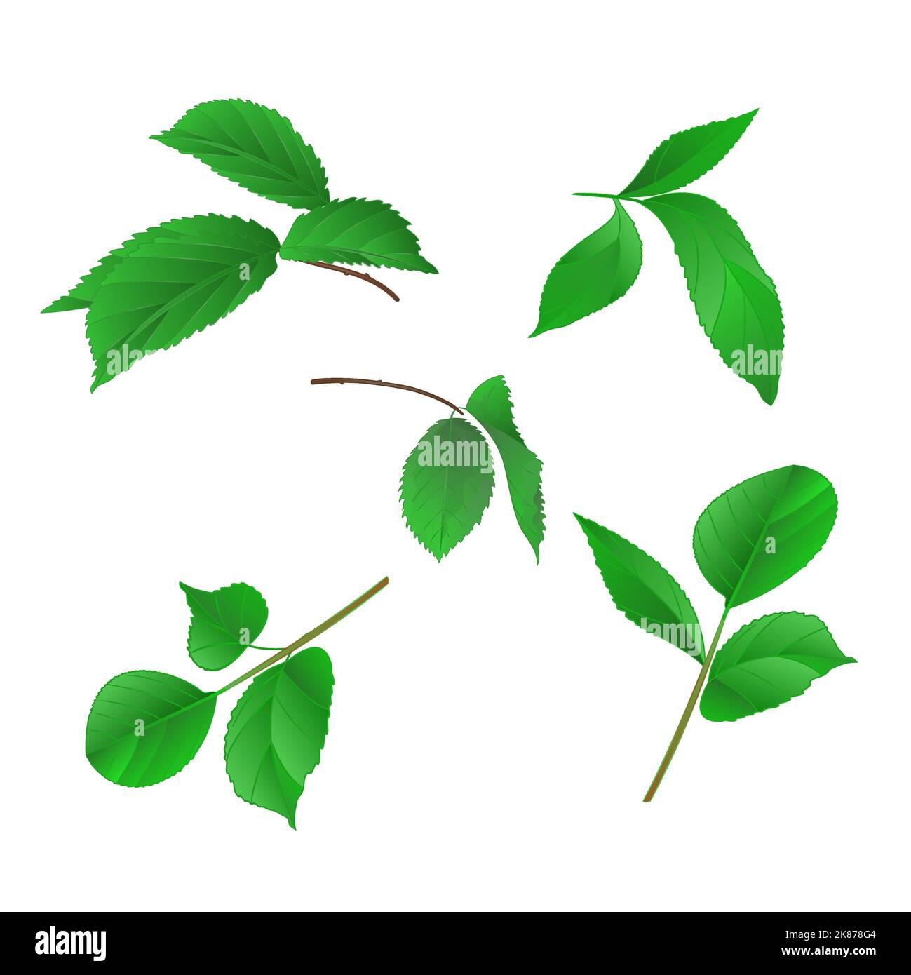 Branches of roses with leaves vintage hand draw vector set first