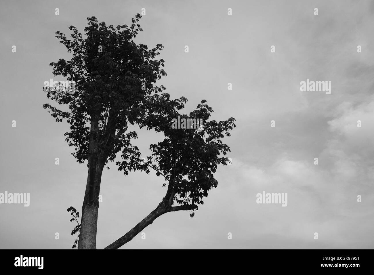 Monochrome Photo, Black and white photo of a tree with two branched ...