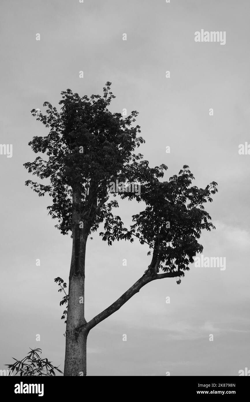 Monochrome Photo, Black and white photo of a tree with two branched ...