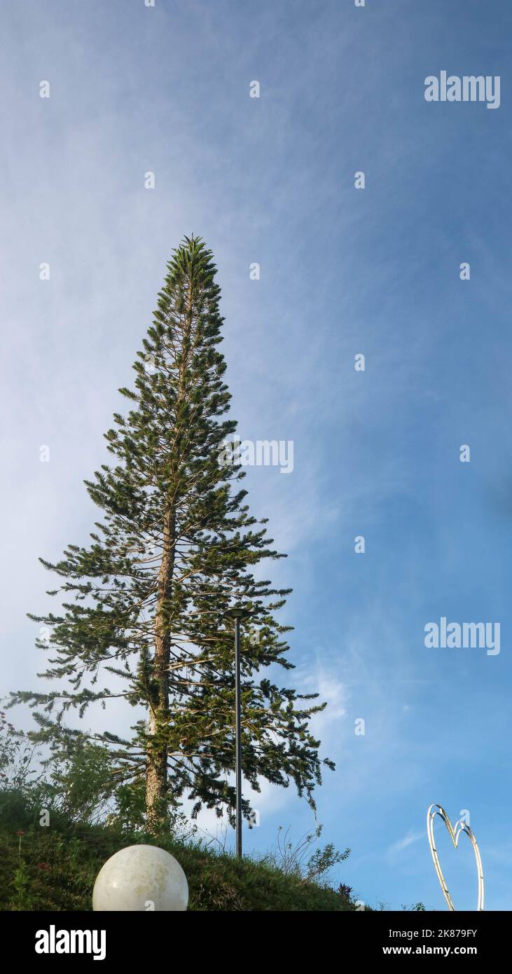 beautiful pine tree on a hill by the lake tondano Stock Photo - Alamy