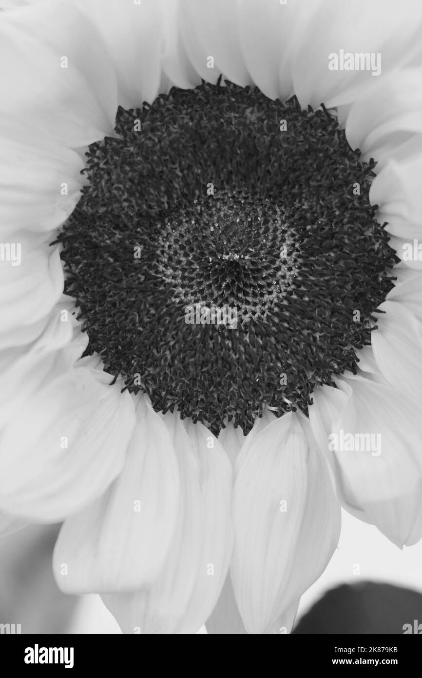 Full frontal closeup of a huge summer sunflower in a black and white ...