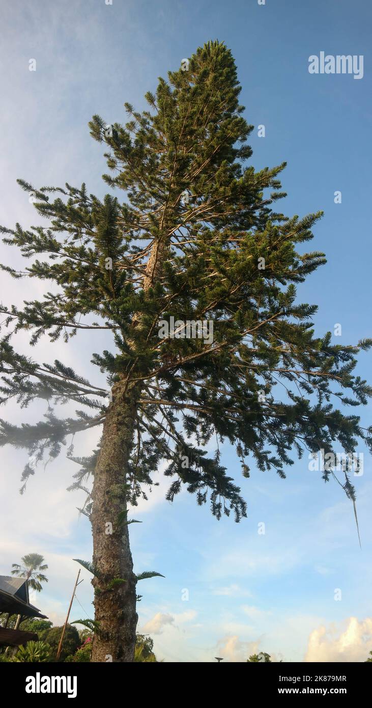 beautiful pine tree on a hill by the lake tondano Stock Photo - Alamy