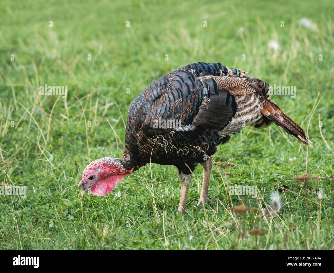 Turkey hen grazes on lawn. Female turkey bird is searching for food in