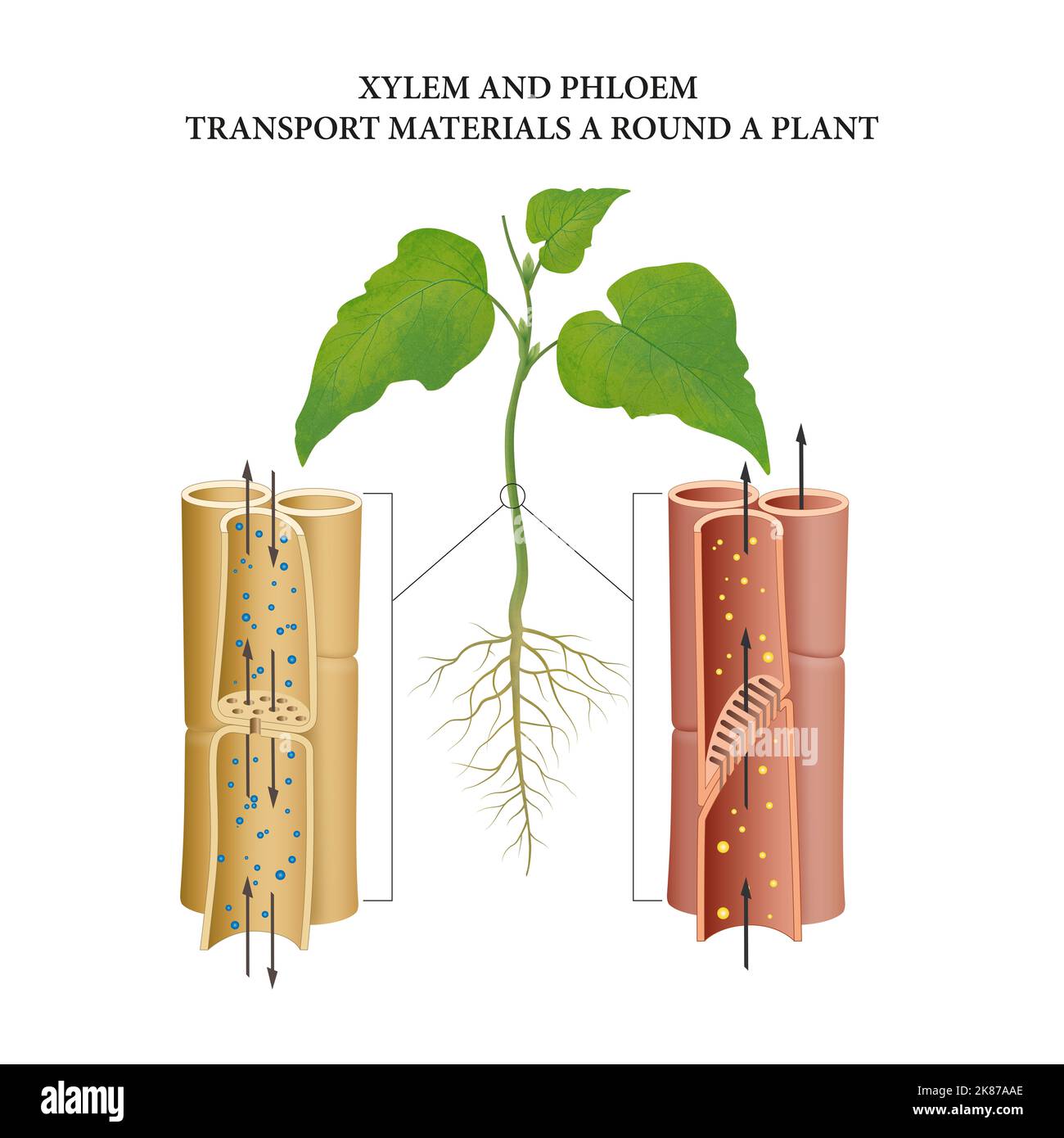 Vascular bundles of the plant stem Stock Photo