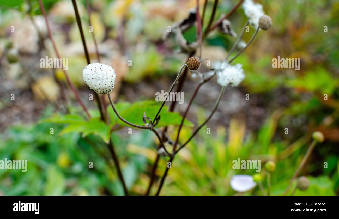 Anemone hupehensis 'september charm' with only seeds on white fluff in autumn in botany, Poland, Europe. Stock Photo
