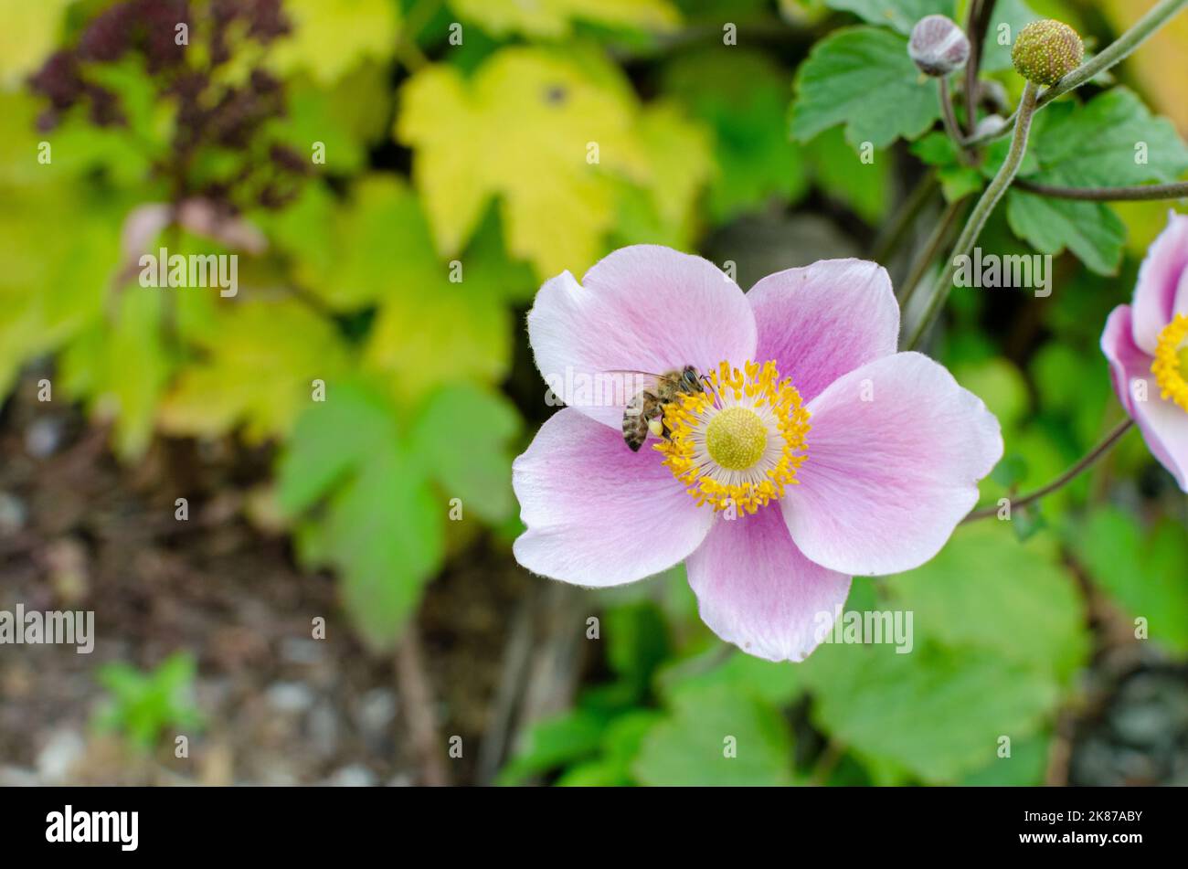 Anemone hupehensis 'september charm' in autumn in botany, Poland, Europe. Stock Photo
