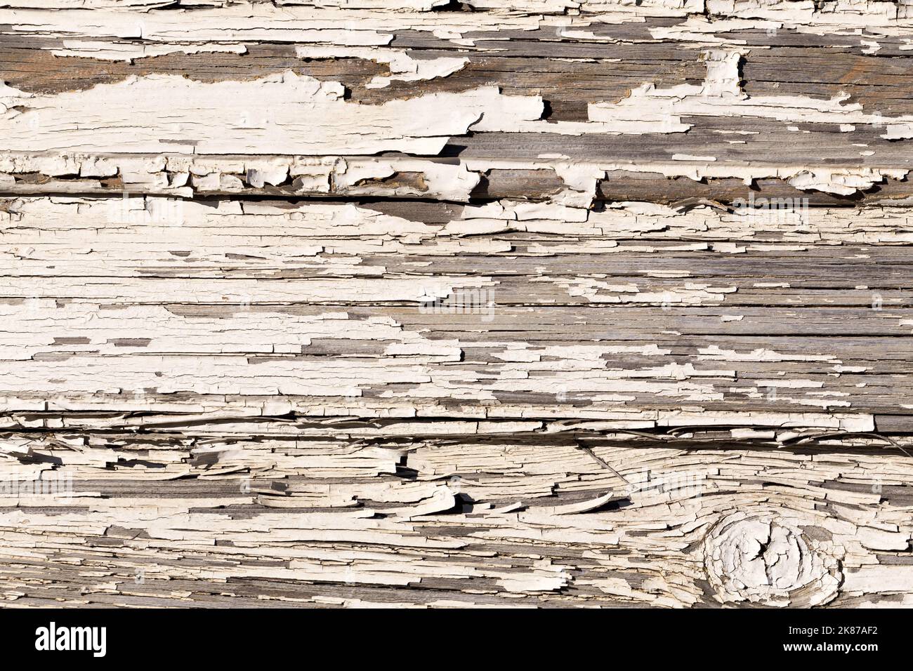 Wooden wall with old white paint is severely weathered and peeling ...