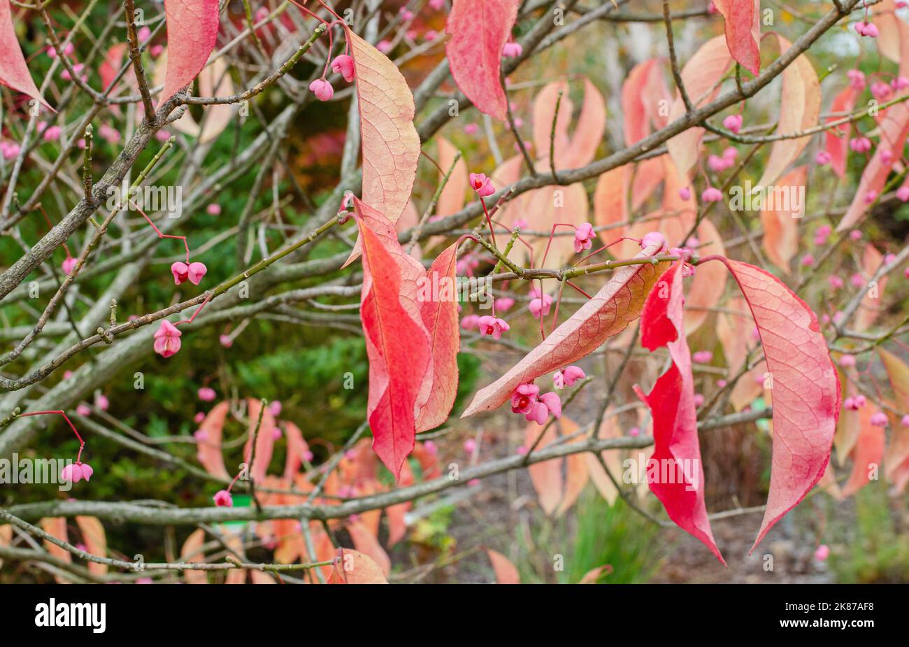 Euonymus hamiltonianus var. maackii flowering tree in autumn in Poland. Stock Photo