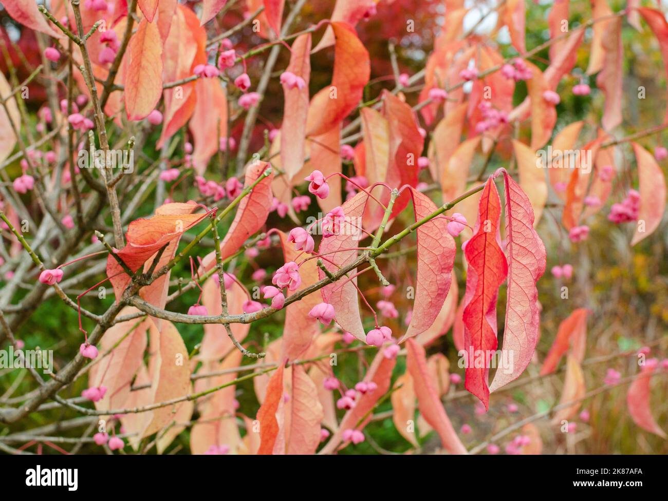 Euonymus hamiltonianus var. maackii flowering tree in autumn in Poland. Stock Photo