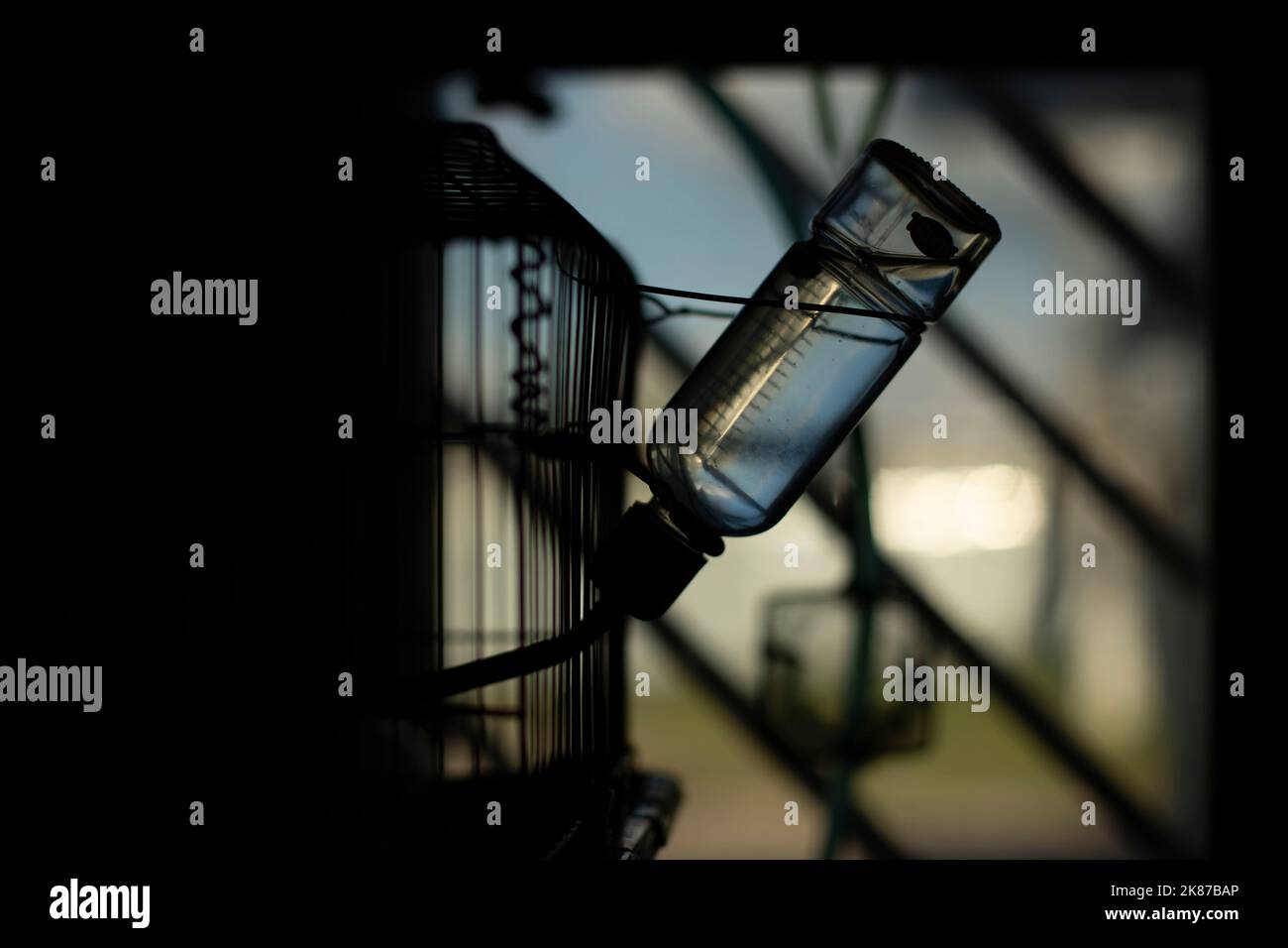 Drinking bottle for hamster. Rodent cage. Container with water for pet