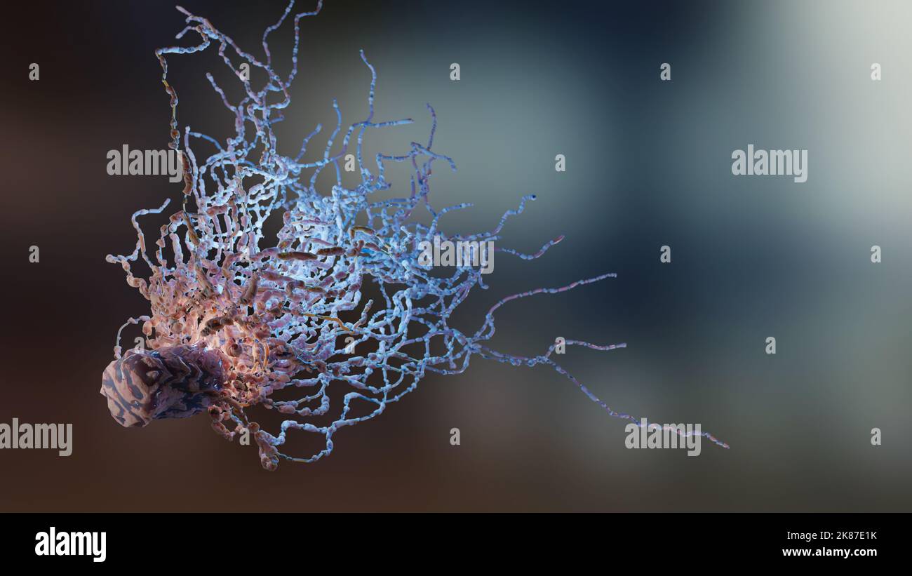 Peritrichous Bacteria with lot of flagellum, bacteria with long tails and thin villi moving in the black environment, viruses floating in the liquid Stock Photo