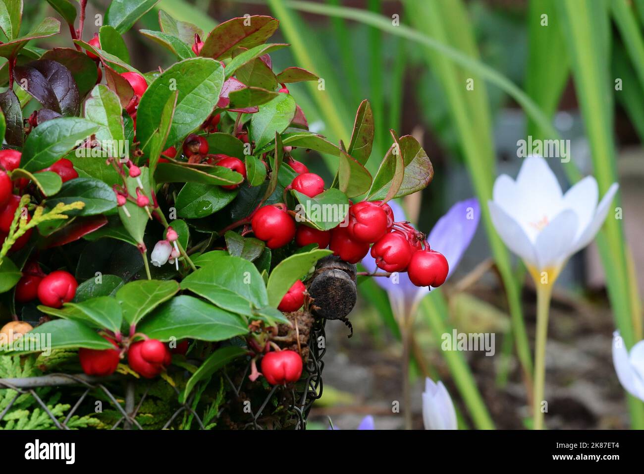 Close-up of the beautiful red fruits of Gaultheria procumbens in a wire basket against a blurry natural background with autumn-flowering crocuses Stock Photo