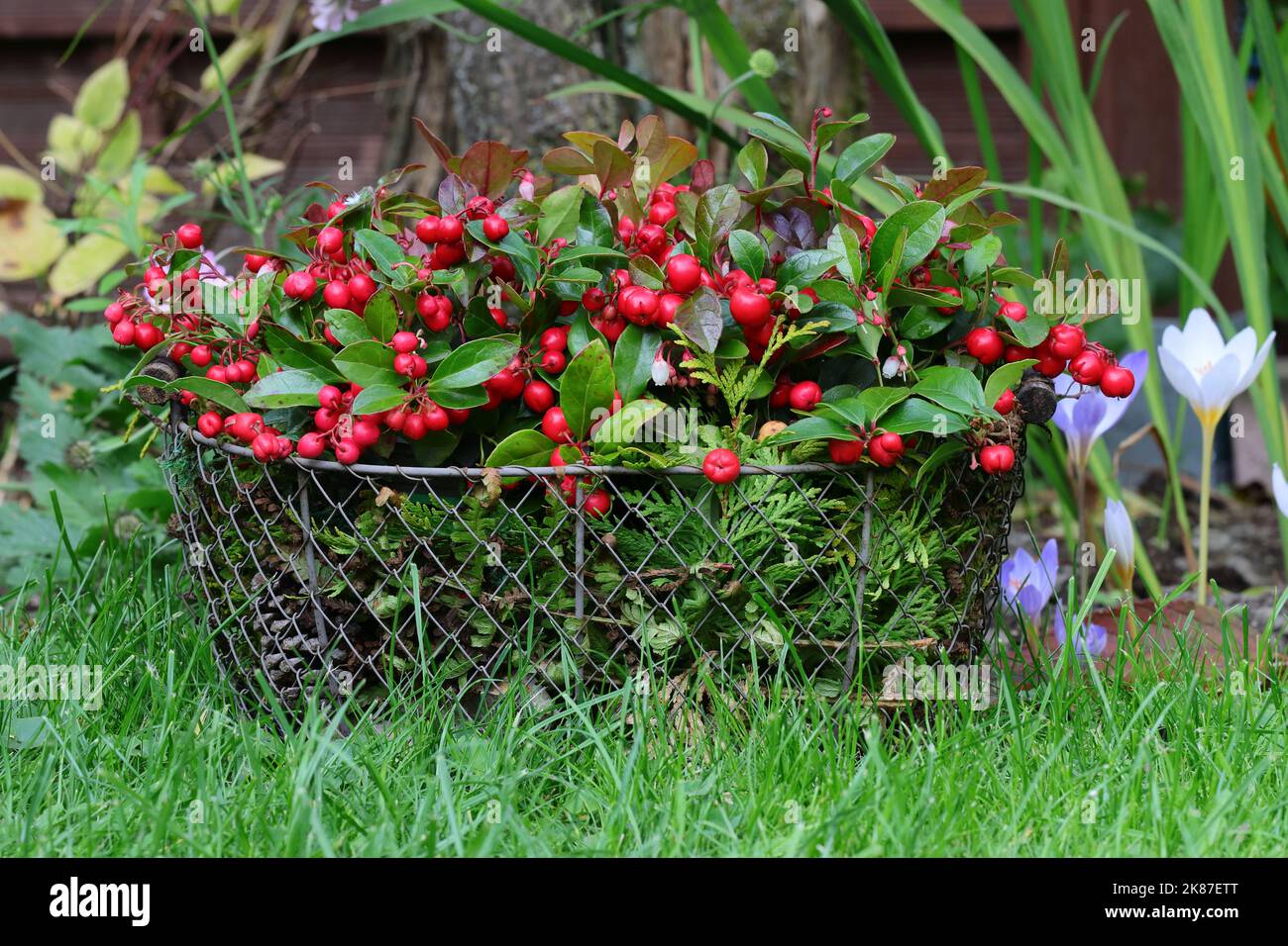 two pretty gaultheria procumbens plants adorn the autumn garden in a wire basket, side view with natural background Stock Photo