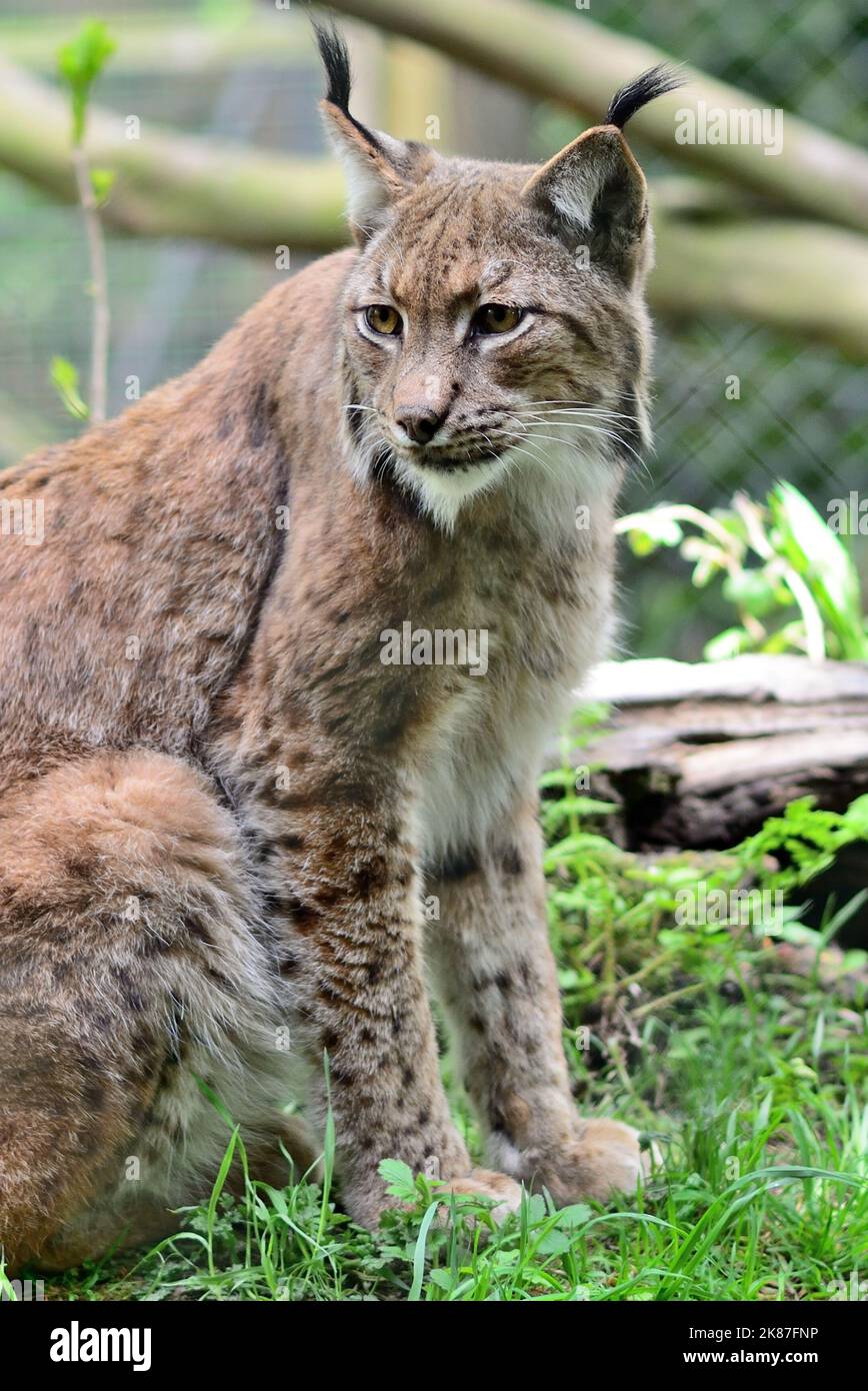 Dartmoor zoo park hires stock photography and images Alamy