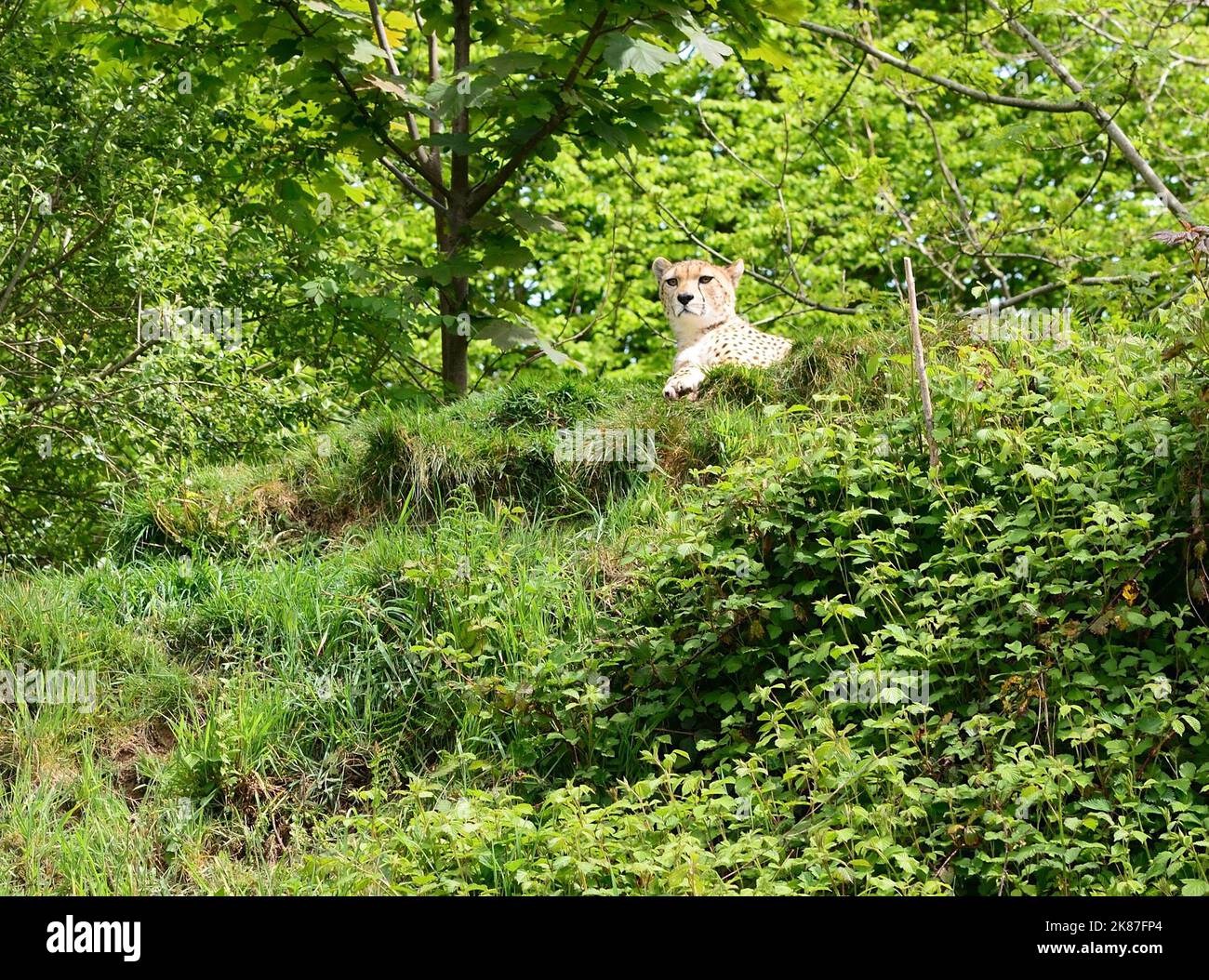 A Northeast cheetah at Dartmoor Zoo, Devon Stock Photo Alamy