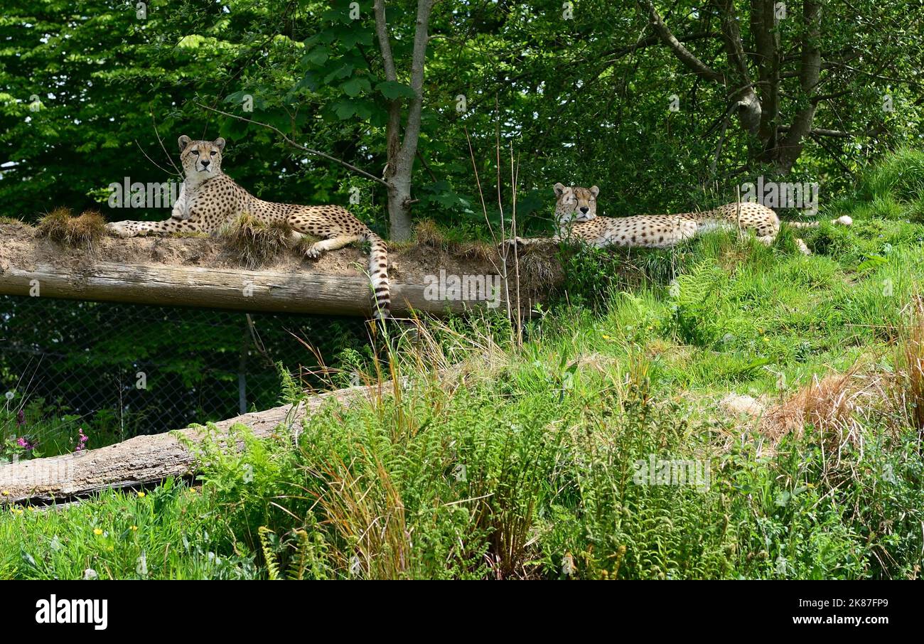 Northeast cheetahs at Dartmoor Zoo, Devon Stock Photo Alamy