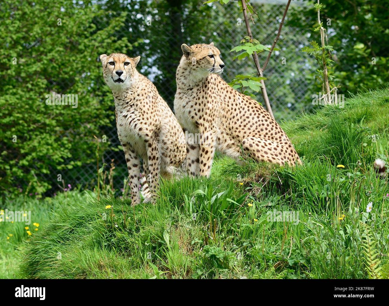 Northeast cheetahs at Dartmoor Zoo, Devon Stock Photo Alamy